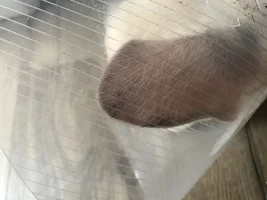 Puppy allergies/itchy ears/skin pigmentation