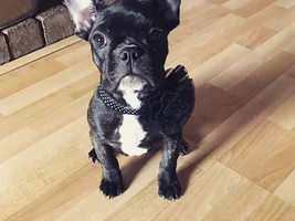 4 PAW MEMBERS!!!  Please VOTE for your favorite Frenchie FACES!