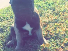 New Frenchie Owner :)