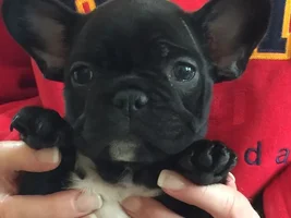 4 PAW MEMBERS!!!  Please VOTE for your favorite Frenchie FACES!