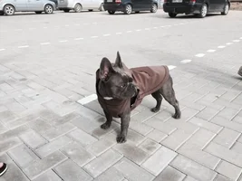 Would your frenchie like this? :)