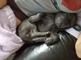 ~ENTER HERE~ August Frenchie of the Month "Sleepy Frenchies"