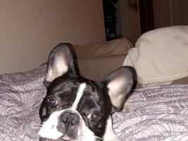 4 PAW MEMBERS!!!  Please VOTE for your favorite Smiling Frenchies!