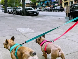Sightseeing Frenchies