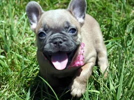 Anyone Have Pictures Of Your Frenchie's Parents???