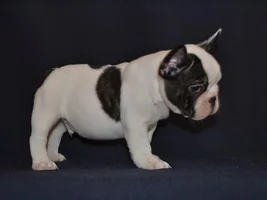 Muffin - sweet bulldog from Russia :)