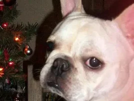 4 Paw Members, PLEASE VOTE for your Holly Jolly Frenchies!