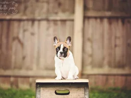 August 2014 Frenchie of the Month Contest ~ENTER HERE~