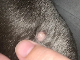 Itchy ears