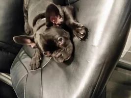 meet Rocco