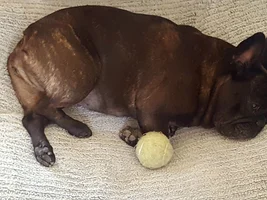 Brindles!! Post pictures of your brindle frenchie!!