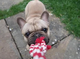 4 Paw Members, Please vote for March Frenchie of the Month!