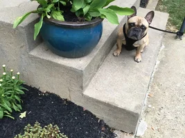 ~Bruno~French Bulldog Available for Adoption in Ohio