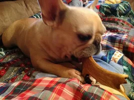Antlers are a hit too!