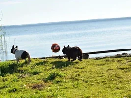 Muffin - sweet bulldog from Russia :)