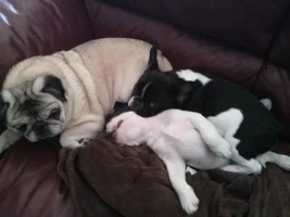 Emma having a "less than thrilled" moment with the Frenchies