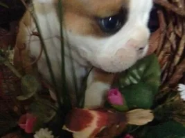 Anyone Have Pictures Of Your Frenchie's Parents???