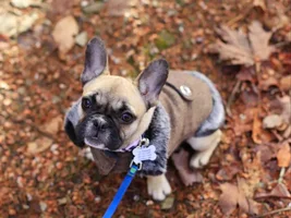 Little frenchie!!