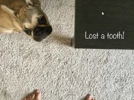 ~ENTER HERE~ October Frenchie of the Month "TOOFS & FANGS"