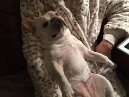 4 Paw Members!!!  Please vote for Mother's Day Contest!
