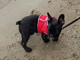 Took Flint To The Beach 😄