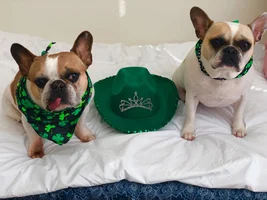 ~ENTER HERE~ March 2019 Frenchie of the Month: FRENCHIE FACES