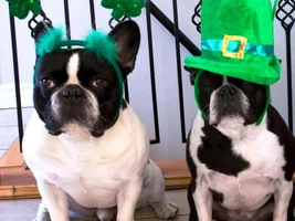 St. Patrick's Day!