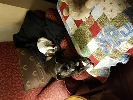 New member - deaf puppy