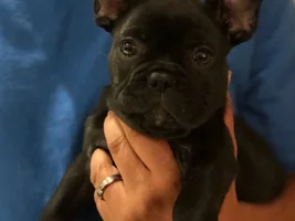 After much research on here, our first FBD~Atlas!