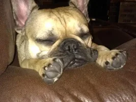 This little piggy...