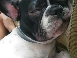 ~ENTER HERE~ August Frenchie of the Month "Sleepy Frenchies"