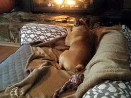 Where do your frenchies sleep?
