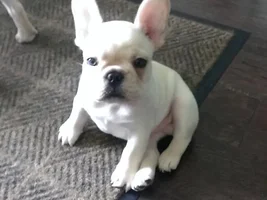 Baby Henri