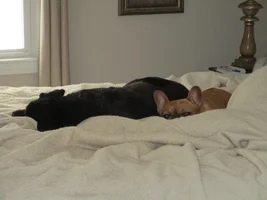 My favorite frenchie pose thread!!!!