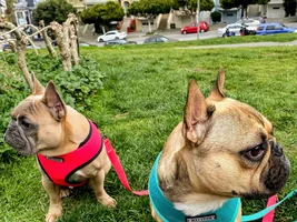 Sightseeing Frenchies