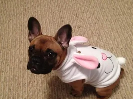 4 Paw Members please VOTE for your fav Easter Frenchie!