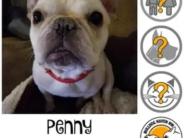 ~Penny~French Bulldog Available for Adoption in Washington