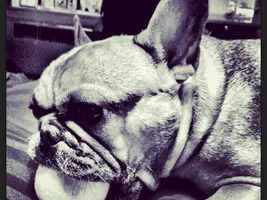 November 2013 Frenchie of the Month Contest ~ENTER HERE~