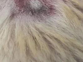 Hair loss and skin concern, please help!