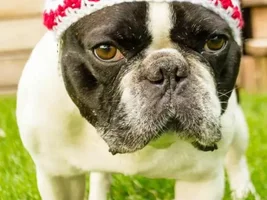 4 PAW MEMBERS!!!  Please vote for the Summertime Frenchies!