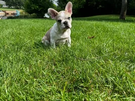 Meet my new puppy