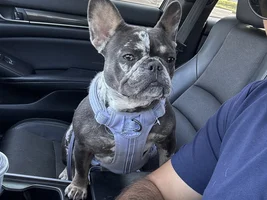 Hi guys Name is Danny, just wanted to introduce myself to the frenchie community, i purchased my frenchie in feb. 2023 shes 7 months old