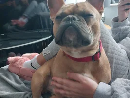📷 Please submit a photo for the French Bulldog News Header & Logo!