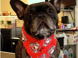VOTE NOW!!  March Frenchie Faces!!!