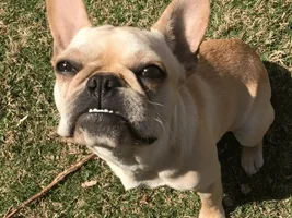4 PAW MEMBERS!!!  Please VOTE for your favorite Smiling Frenchies!