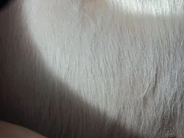 I am new to the French Bulldog Forum and my Frenchie needs help please