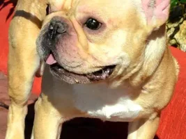 ~Charlie~French Bulldog Available for Adoption in Texas