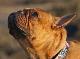 ~ENTER HERE~ March 2019 Frenchie of the Month:  FRENCHIE FACES