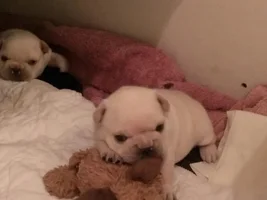 More pup pics