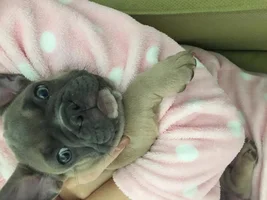 Any advice on pups inward facing paws.
